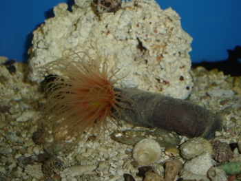  Cerianthus filiformis (Large Tube Anemone)